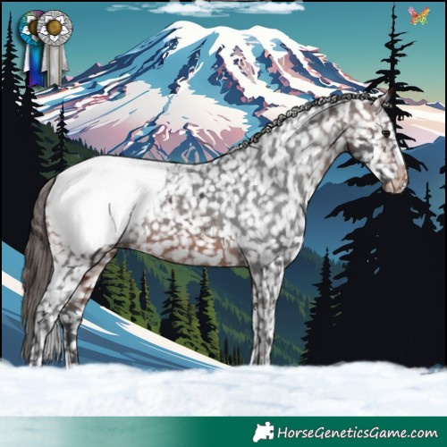 Horse Color:Brown Appaloosa Rabicano 