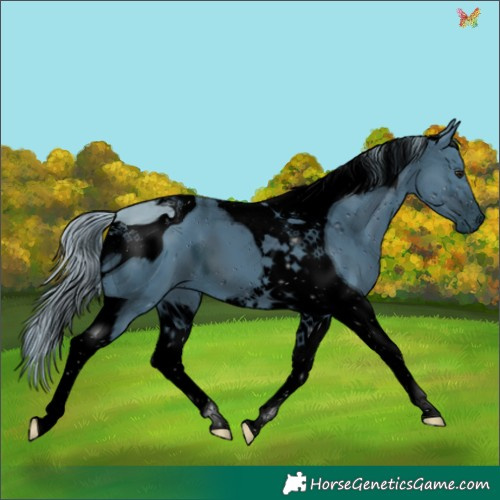 Horse Color:ERROR: UNKNOWN ANOMALY