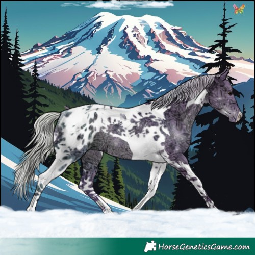 Horse Color:Watercolor Silver Black Ice Tobiano Blanket Rabicano 