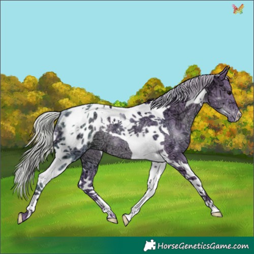 Horse Color:Watercolor Silver Black Ice Tobiano Appaloosa Rabicano 