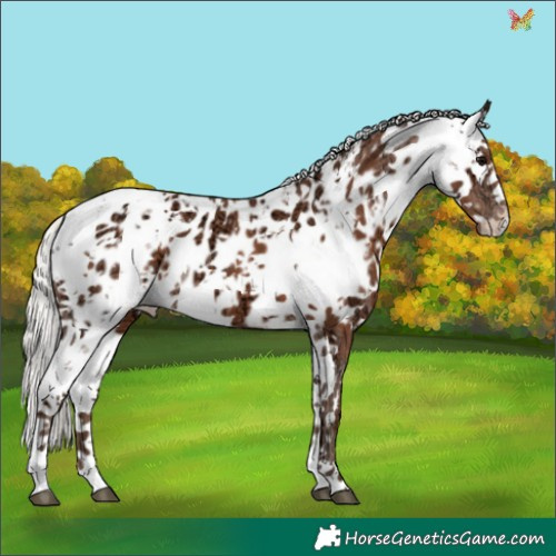 Horse Color:White Spotted Silver Black Ice Sabino Appaloosa 