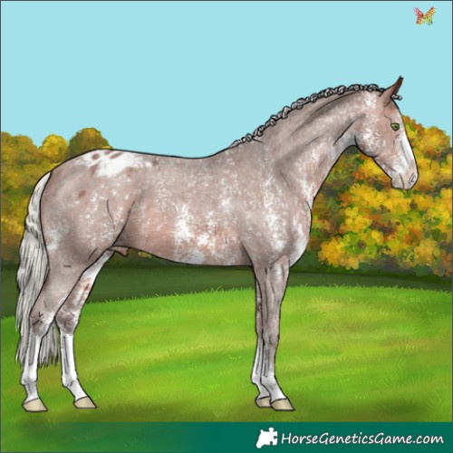 Horse Color:Silver Bay Sabino Appaloosa 