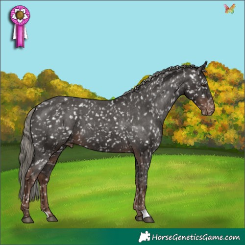 Horse Color:Liver Chestnut Mushroom Appaloosa 