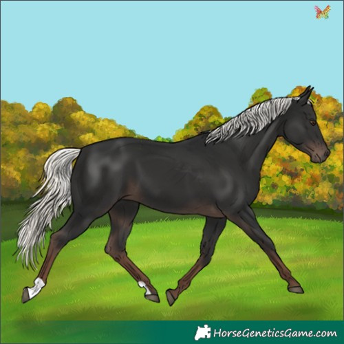 Horse Color:Liver Chestnut Mushroom 