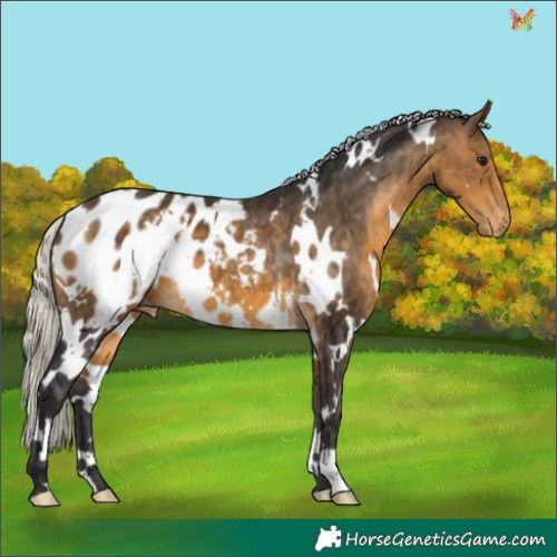 Horse Color:White Spotted Silver Buckskin Appaloosa 