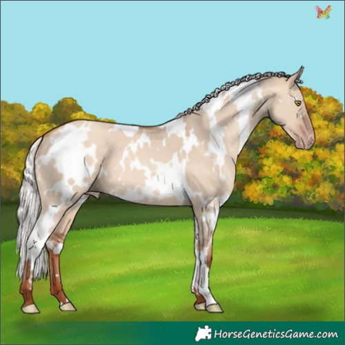 Horse Color:White Spotted Silver Sable Champagne Dun 