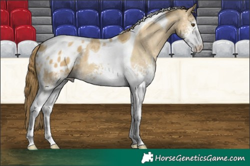 Horse Color:White Spotted Classic Cream Champagne Dun Tobiano Varnish 