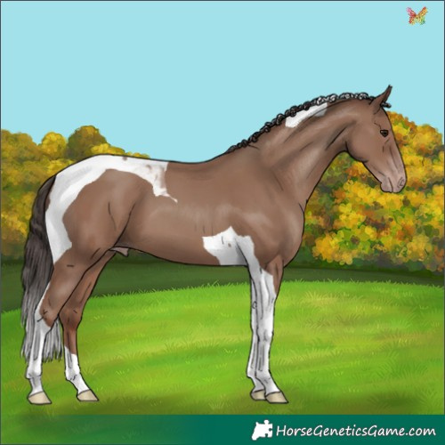Horse Color:Classic Champagne Tobiano 