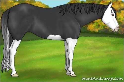 Horse Color:Black Splash