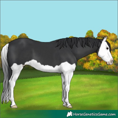 Horse Color:Black Splash