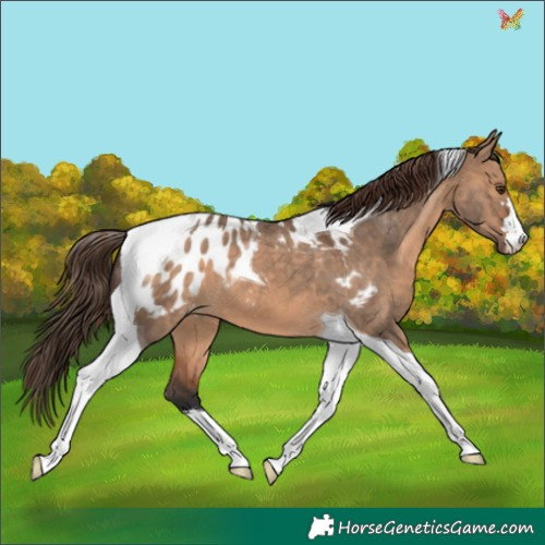 Horse Color:Brown Dun Tobiano Appaloosa 