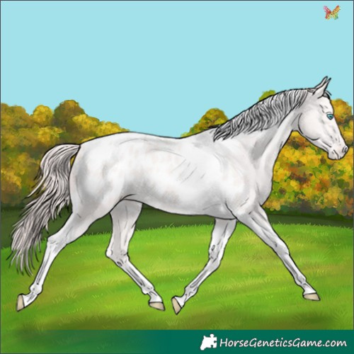 Horse Color:Perlino Tobiano Appaloosa 