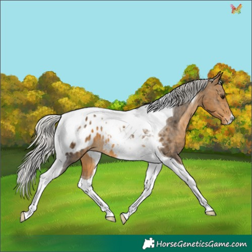 Horse Color:Silver Buckskin Tobiano Appaloosa 