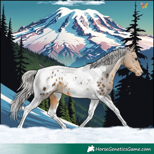 Horse Color:Silver Buckskin Tobiano Appaloosa 