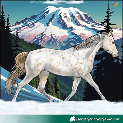 Horse Color:White Spotted Buckskin Dun Appaloosa 