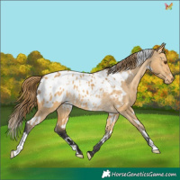 Horse Color:White Spotted Buckskin Dun Appaloosa