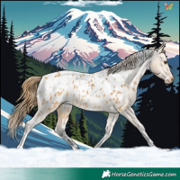 Horse Color:White Spotted Buckskin Dun Appaloosa 