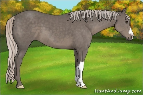 Horse Color:Silver Black 