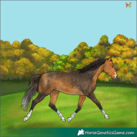 Horse Color:Buckskin 