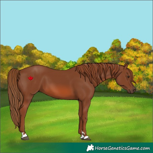 Horse Color:Chestnut 