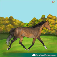 Horse Color:Buckskin 