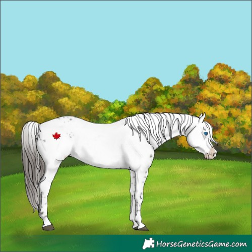 Horse Color:Liver Chestnut Frame 