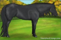 Horse Color:Black 