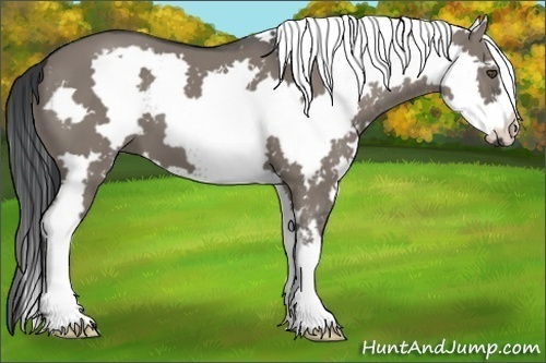Horse Color:White Spotted Grullo Frame