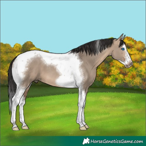 Horse Color:Brown Dun Splash Tobiano Frame 