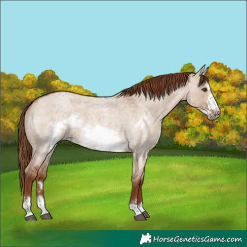 Horse Color:Red Dun Roan Frame 