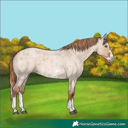 Horse Color:Red Dun Roan Splash Frame 