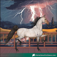 Horse Color:Bay Roan Dun 