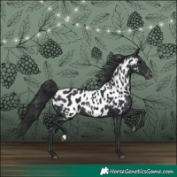 Horse Color:Black Appaloosa Rabicano 