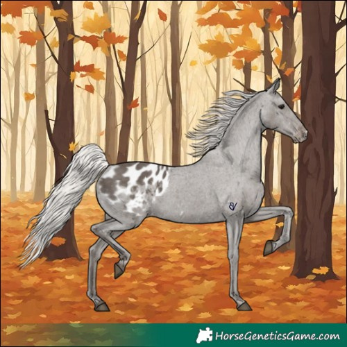 Horse Color:Silver Black Appaloosa Rabicano
