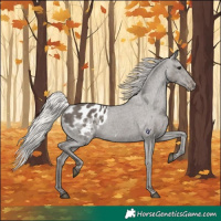 Horse Color:Silver Black Appaloosa Rabicano 