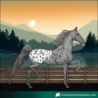 Horse Color:Black Appaloosa Rabicano 
