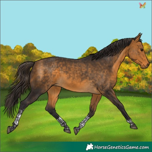 Horse Color:Buckskin Tobiano 