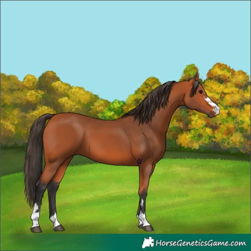 Horse Color:Bay 