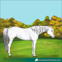 Horse Color:Liver Chestnut Frame 