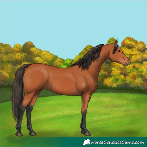 Horse Color:Bay 