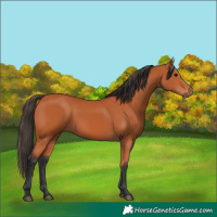 Horse Color:Bay 