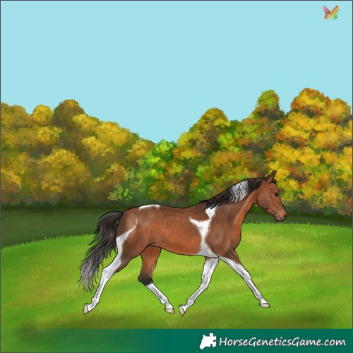Horse Color:Bay Tobiano 
