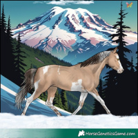 Horse Color:Amber Champagne Splash Tobiano 