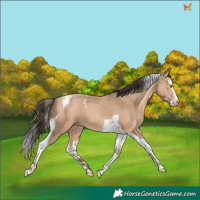 Horse Color:Amber Champagne Splash Tobiano