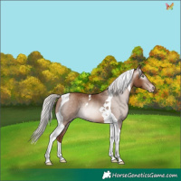 Horse Color:Gray Silver Sable Champagne Tobiano Rabicano