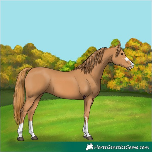 Horse Color:Chestnut 