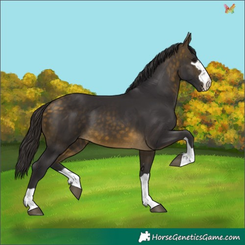 Horse Color:Buckskin 