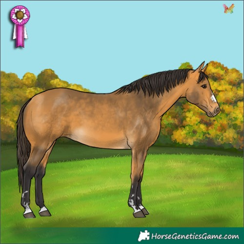 Horse Color:Buckskin 