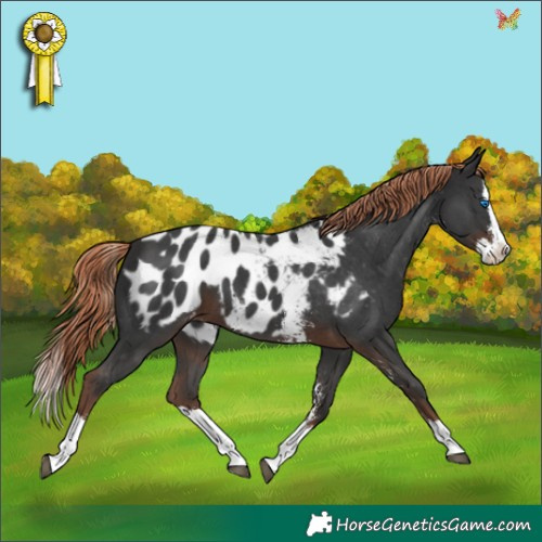 Horse Color:Liver Chestnut Sabino Splash Appaloosa 