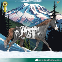 Horse Color:Liver Chestnut Sabino Splash Appaloosa 